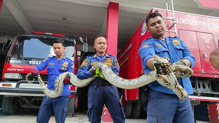 Ular Piton Betina 3 Meter Dievakuasi dari Loteng Rumah Warga Pekanbaru, Bikin Bergidik Ngeri