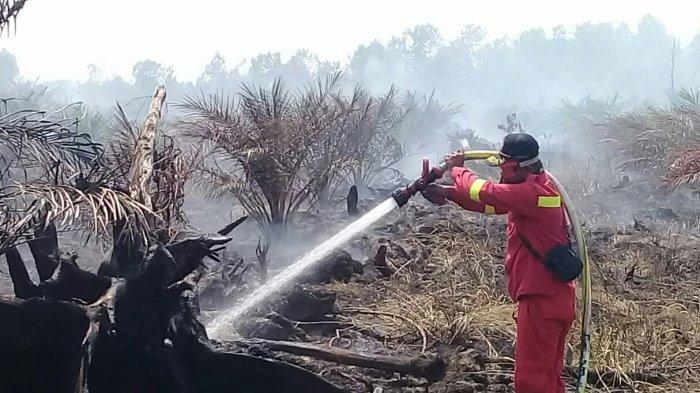 Upaya Pemadaman Kebakaran Hutan dan Lahan Terus Dilakukan di Dua Titik Ini di Pelalawan Riau