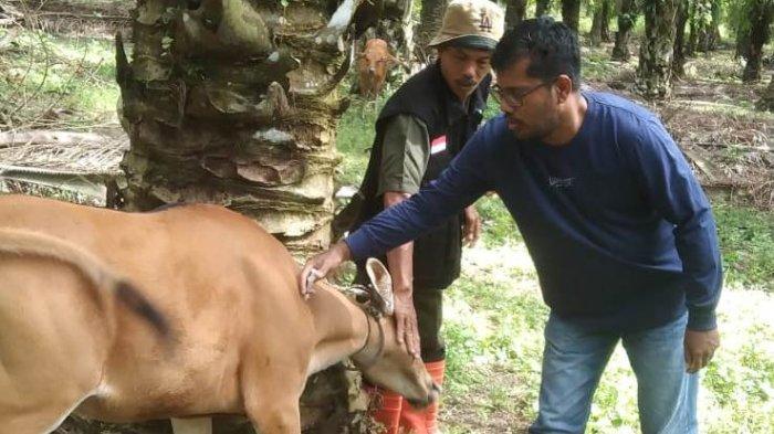 Tekan Kasus PMK, Akhir November PMK Tidak Lagi Terdeteksi Pada Hewan Ternak di Bengkalis