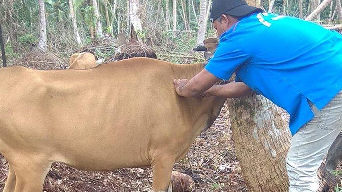 Antisipasi Penyebaran PMK, Pemprov Riau Siapkan 12 Ribu Dosis Vaksin Ternak di 2025