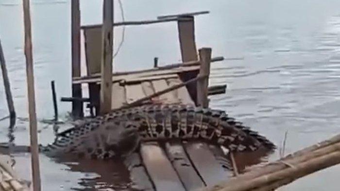 Warga Buru dan Tombak Buaya yang Diduga Tewaskan Nelayan Tua di Batam Pekan Lalu