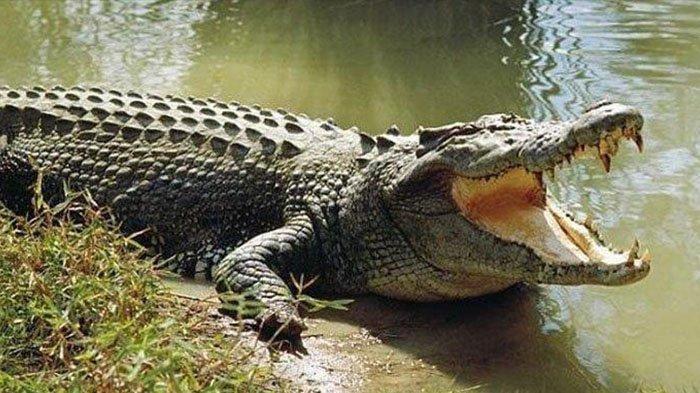 Pria di Inhil Diseret Buaya ke Dalam Sungai, Korban Ditemukan Meninggal