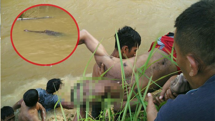 Buaya Memangsa Manusia Makin Sering Terjadi, Apa Sebabnya?