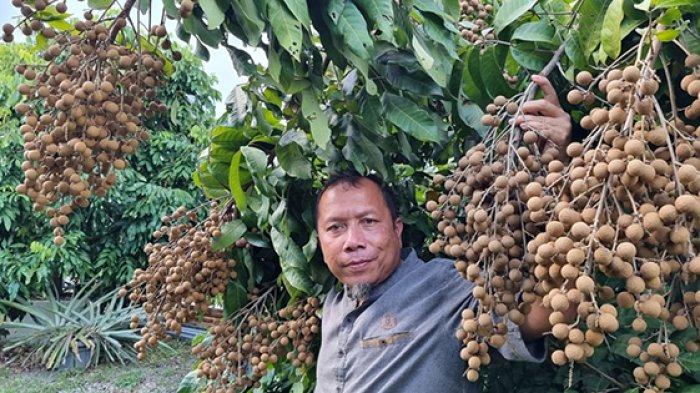 Manisnya Cuan dari Lengkeng, Sekali Panen, Petani di Riau Ini Raup Rp400 Juta dari Kebun Luas 1 Ha