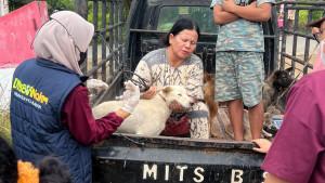 502_Kasus_Gigitan_Anjing_di_Pelalawan_Selama_Dua_Tahun_Ini__1_Orang_Meninggal_Dunia.jpg