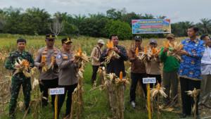 Bupati-Kuansing-Suhardiman-Amby-dan-Kapolres-AKBP-R-Ricky-Pratidiningrat-panen-jagung-pipil.jpg