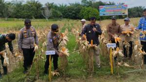 Bupati-Kuansing-dan-Kapolres-AKBP-R-Pratidiningrat-memanen-jagung-pipil.jpg
