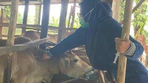 DKPP-Dumai-suntik-vaksin-jembrana-sapi.jpg