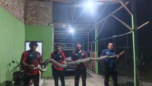 Ditelpon-Warga-Malam-malam-Damkar-Pelalawan-Evakuasi-Ular-Piton-4-Meter-dari-Tumpukan-Kayu.jpg