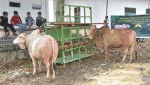 Dua-ekor-sapi-kurban-bantuan-Kemasyaratan-Presiden.jpg