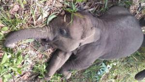 Gajah-Tari-ditemukan-mati-di-TNTN-Rabu-1092025.jpg