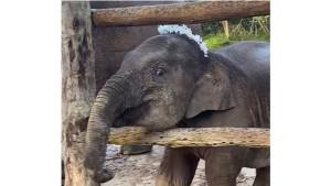 Gajah-Tari-penghuni-kawasan-TNTN-Riau-saat-masih-hidup.jpg