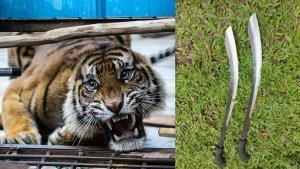 Harimau-Sumatera-serang-pekerja-di-Teluk-Lanus-Siak-Riau.jpg