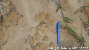 Heboh_Penampakan_Diduga_Jejak_Harimau_di_Minas__BBKSDA_Riau_Pasang_Camera_Trap.jpg