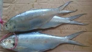 Ikan-terubuk-salah-satu-ikan-endemik-di-wilayah-Riau.jpg
