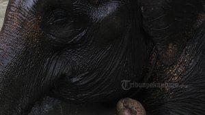 Ilustrasi-gajah-sumatera-di-Riau.jpg