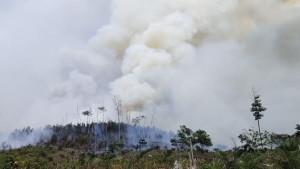 Karhutla_di_TNTN_Pelalawan_10112025.jpg