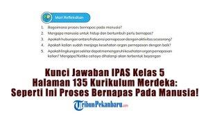 Kunci-Jawaban-IPAS-Kelas-5-Halaman-135-Kurikulum-Merdeka-Seperti-Ini-Proses-Bernapas-Pada-Manusia.jpg