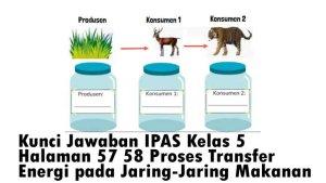Kunci-Jawaban-IPAS-Kelas-5-Halaman-57-58-Proses-Transfer-Energi-pada-Jaring-Jaring-Makanan.jpg