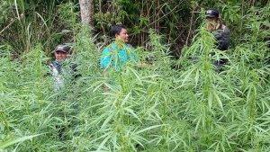 LADANG-GANJA.jpg