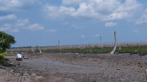 Nestapa-Kuala-Selat-1800-Hektar-Kebun-Kelapa-Mati-Warga-Beralih-Profesi-dan-Andalkan-Mangrove.jpg