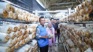 PLN-Peduli-dukung-pengembangan-Kampung-Jamur-Betuah-di-Kelurahan-Air-Putih.jpg