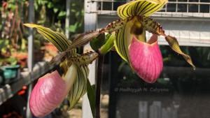 Paphiopedilum-Memoria-Jakob-Oetama.jpg