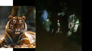 Pekerja-yang-dimangsa-Harimau-Sumatra-di-kampung-Penyengat-Siak.jpg