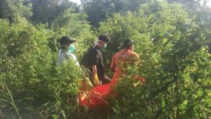 Penemuan-jasad-gantung-diri-di-pohon-karet-condong-di-semak-kebun-karet.jpg