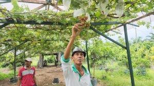 Pengunjung-kebun-anggur-memetik-anggur-di-dumai.jpg