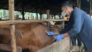 Petugas-sedang-melakukan-vaksinasi-PMK-pada-hewan-ternak-Sapi-di-Kampar.jpg