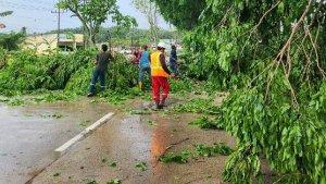 Pohon-Tumbang-di-Jalan-Soekarno-Hatta-Dumai.jpg