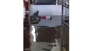 Seekor-buaya-masuk-ke-rumah-warga-saat-banjir-terjadi-Rohil.jpg