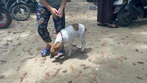 anjing-peliharaannya-untuk-mendapat-suntik-anti-rabies.jpg