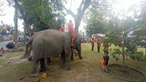 gajah-ikut-upacara.jpg