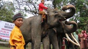 gajah-upacara-hut-ri-78-pku.jpggajah-vera-indah-dan-bankin.jpg3-gajah-upacara.jpg