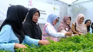 green-house-hidroponik.jpg