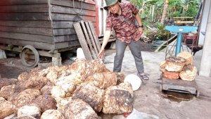 harga-karet-di-riau-harga-bokar-di-riau.jpg