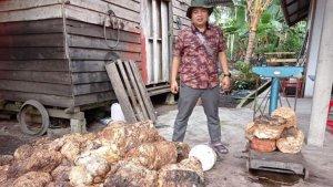 harga-karet-riau-minggu-ini-harga-bokar-riau-di-tingkat-petani-naik.jpg