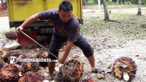 harga-tbs-kelapa-sawit-di-riau-semakin-membuat-petani-menjerit.jpg