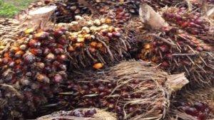 ilustrasi-harga-sawit-riau.jpg