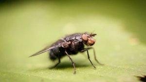 ilustrasi-lalat.jpg