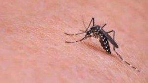 ilustrasi-nyamuk-dbd-1.jpg