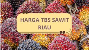 info-harga-sawit-tbs-sawit-riau.jpg
