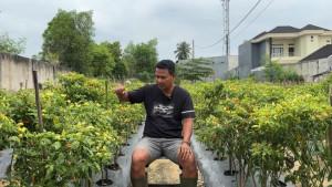 kebun-cabai-rawit-hendrik-ketua-rt-di-pekanbaru.jpg