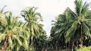 kebun-kelapa-di-inhil.jpg