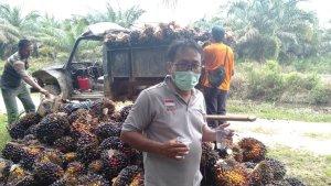 ketua_apkasindo_inhu_emi_rosyadi_mengecek_panen-sawit-petani.jpg