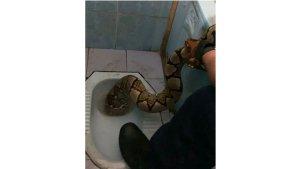 mengevakuasi-ular-sanca-dari-toilet-SDN-13-Jalan-Cempaka-pekanbaru.jpg
