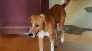 pemilik-meninggal-dunia-anjing-di-kerala-india-masih-menunggu-di-rumah-sakit.jpg