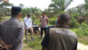 penampakan-harimau-di-kampar-penghidupan.jpg